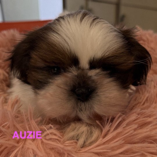 chiot Shih tzu AUZIE shih tzu RÉSERVÉE Domaine de la Chantelaie  