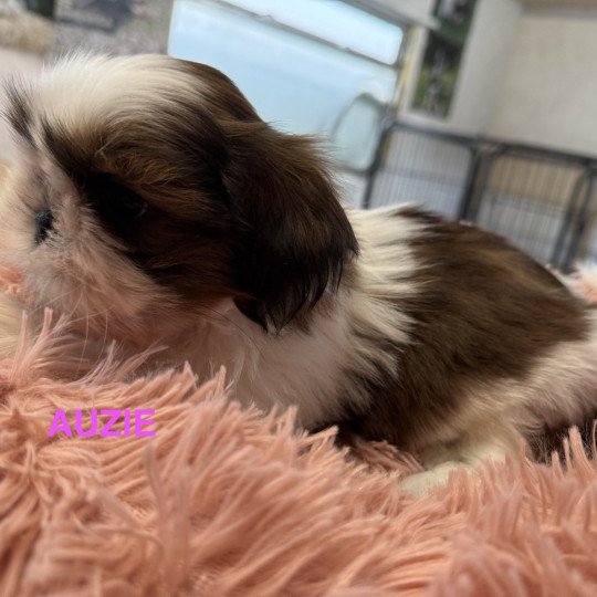 chiot Shih tzu AUZIE shih tzu RÉSERVÉE Domaine de la Chantelaie  