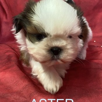 ASTER shih tzu à réserver Mâle Shih tzu