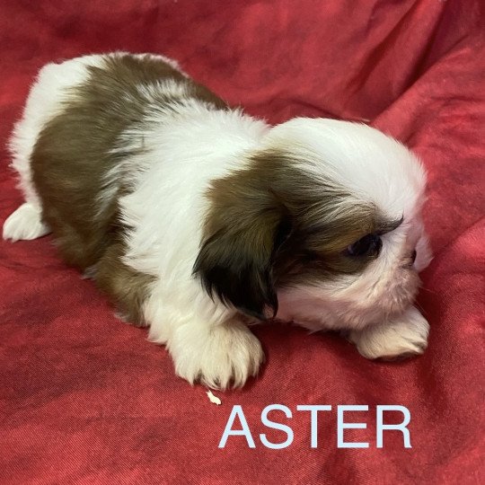 chiot Shih tzu tricolore ASTER shih tzu à réserver Domaine de la Chantelaie  