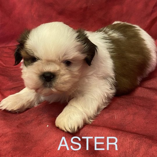 chiot Shih tzu tricolore ASTER shih tzu à réserver Domaine de la Chantelaie  