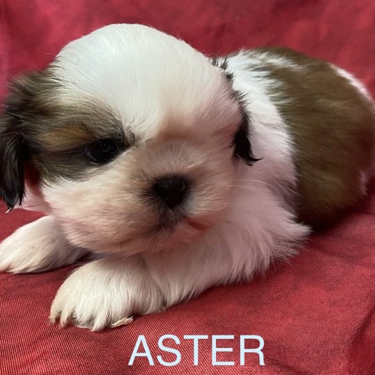 chiot Shih tzu tricolore ASTER shih tzu à réserver Domaine de la Chantelaie  