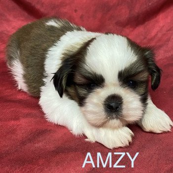 AUCKI shih tzu Mâle Shih tzu
