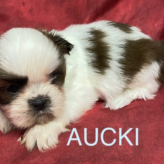 chiot Shih tzu AUCKI shih tzu Domaine de la Chantelaie  