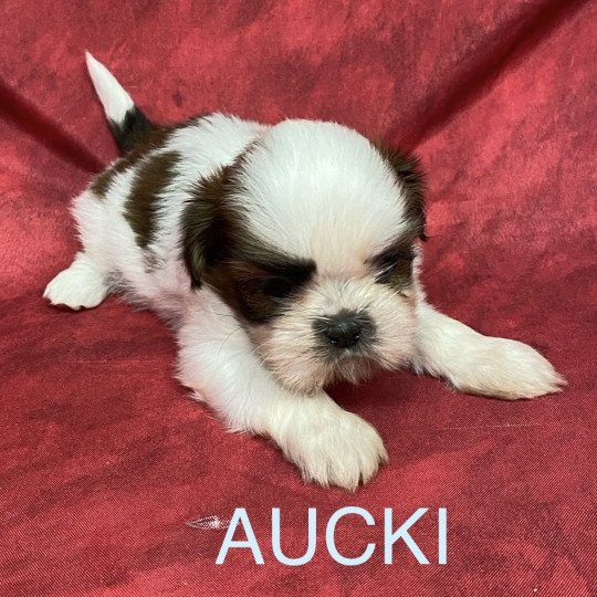 chiot Shih tzu AUCKI shih tzu Domaine de la Chantelaie  