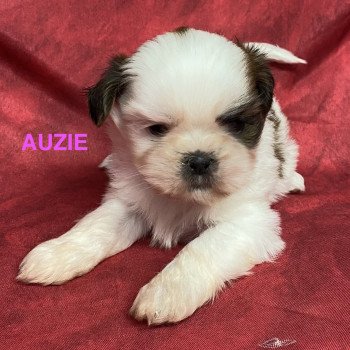 AUZIE shih tzu Mâle Shih tzu