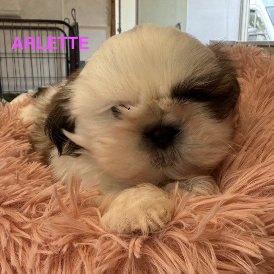 chiot Shih tzu ARLETTE shih tzu Domaine de la Chantelaie  
