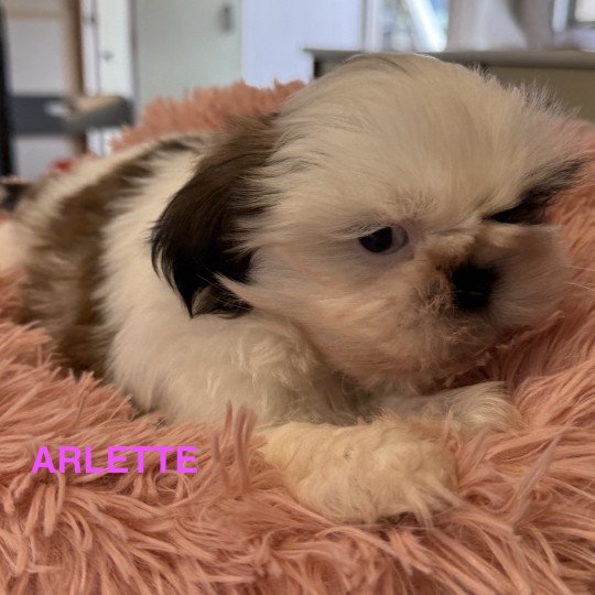 chiot Shih tzu ARLETTE shih tzu Domaine de la Chantelaie  