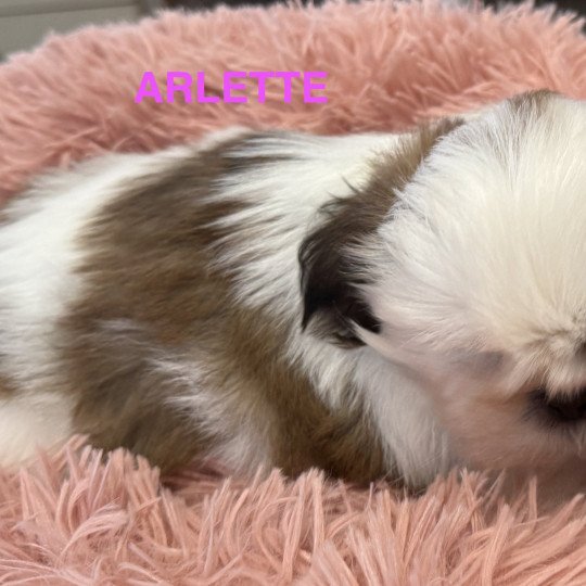 chiot Shih tzu ARLETTE shih tzu Domaine de la Chantelaie  