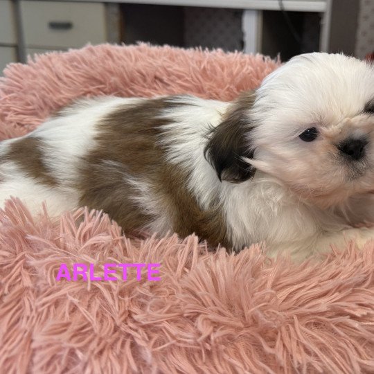 chiot Shih tzu ARLETTE shih tzu Domaine de la Chantelaie  