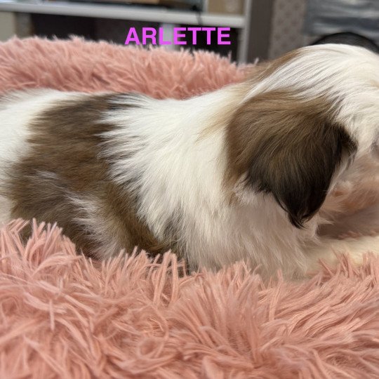 chiot Shih tzu ARLETTE shih tzu Domaine de la Chantelaie  