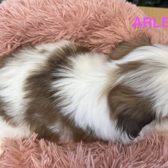 chiot Shih tzu ARLETTE shih tzu Domaine de la Chantelaie  