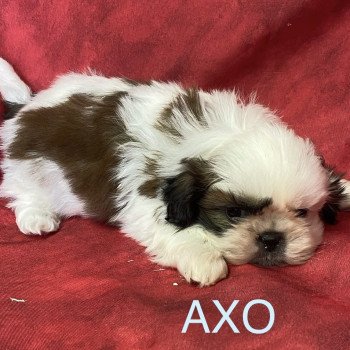 AXO shih tzu à réserver Mâle Shih tzu