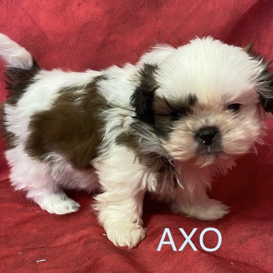 chiot Shih tzu tricolore AXO shih tzu à réserver Domaine de la Chantelaie  