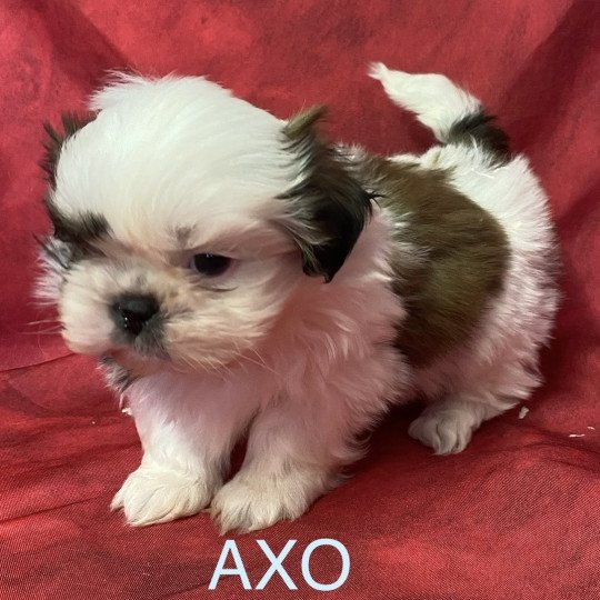 chiot Shih tzu tricolore AXO shih tzu à réserver Domaine de la Chantelaie  