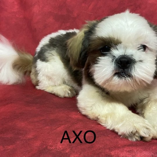 chiot Shih tzu tricolore AXO shih tzu Domaine de la Chantelaie  