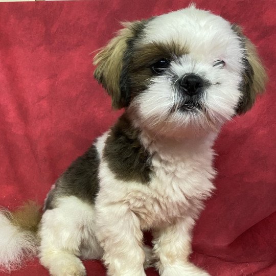 chiot Shih tzu tricolore AXO shih tzu Domaine de la Chantelaie  