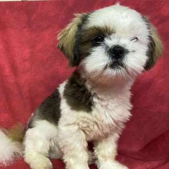 AXO shih tzu Mâle Shih tzu