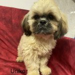 UNIKO Shih Tzu Mâle Shih tzu UNIKO Shih Tzu Mâle Shih tzu