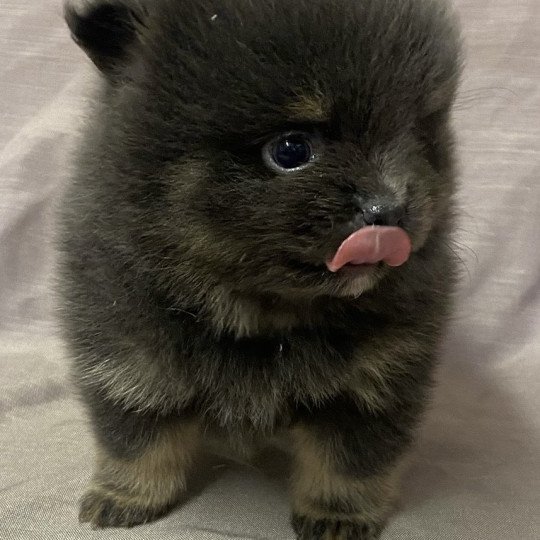 chiot Spitz allemand ABDOU spitz à réserver Domaine de la Chantelaie  