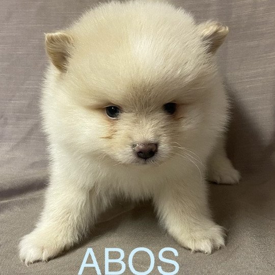 chiot Spitz allemand ABOS spitz à réserver Domaine de la Chantelaie  