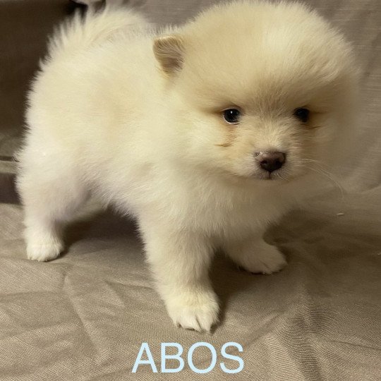 chiot Spitz allemand ABOS spitz à réserver Domaine de la Chantelaie  