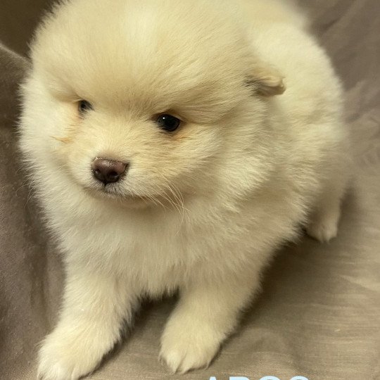 chiot Spitz allemand ABOS spitz à réserver Domaine de la Chantelaie  