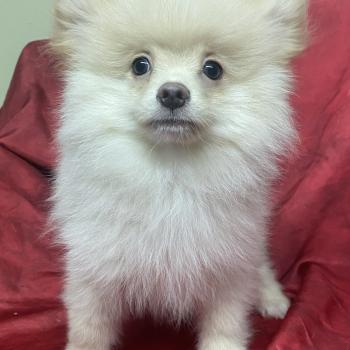 ABOS spitz Mâle Spitz allemand