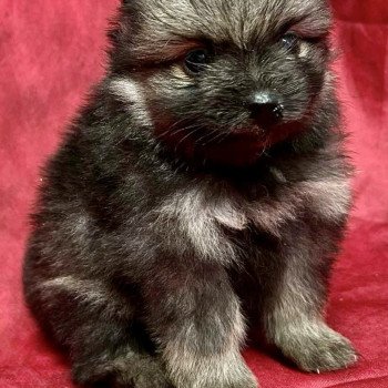 ACE spitz nain Mâle Spitz allemand