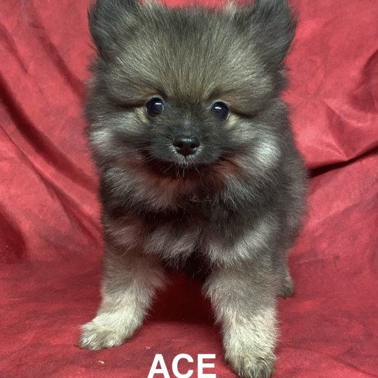 chiot Spitz allemand ACE spitz nain Domaine de la Chantelaie  