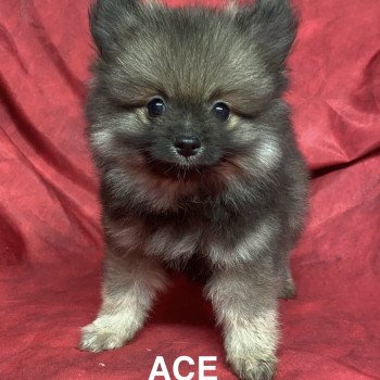 ACE spitz nain Mâle Spitz allemand