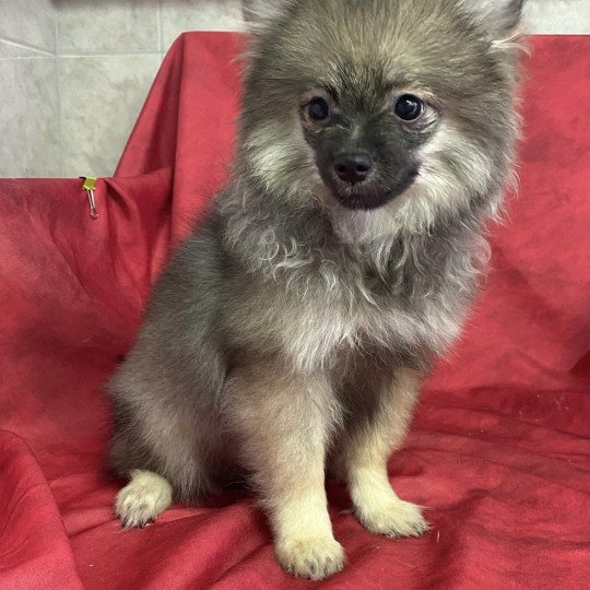 chiot Spitz allemand ACE spitz nain Domaine de la Chantelaie  