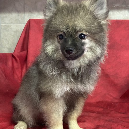 chiot Spitz allemand ACE spitz nain Domaine de la Chantelaie  