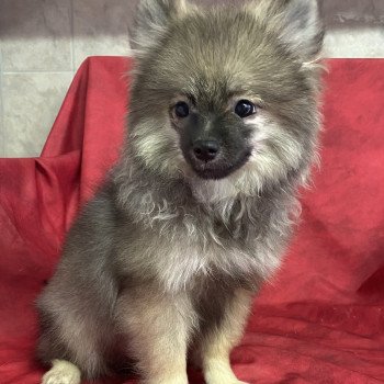 ACE spitz Mâle Spitz allemand