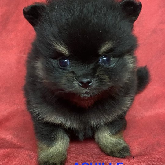 chiot Spitz allemand ACHILLE spitz à réserver Domaine de la Chantelaie  