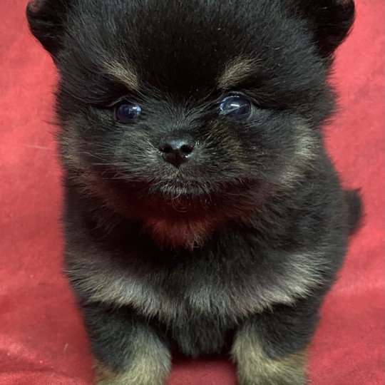 chiot Spitz allemand ACHILLE spitz à réserver Domaine de la Chantelaie  