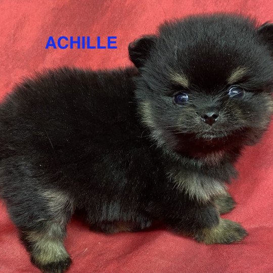 chiot Spitz allemand ACHILLE spitz à réserver Domaine de la Chantelaie  