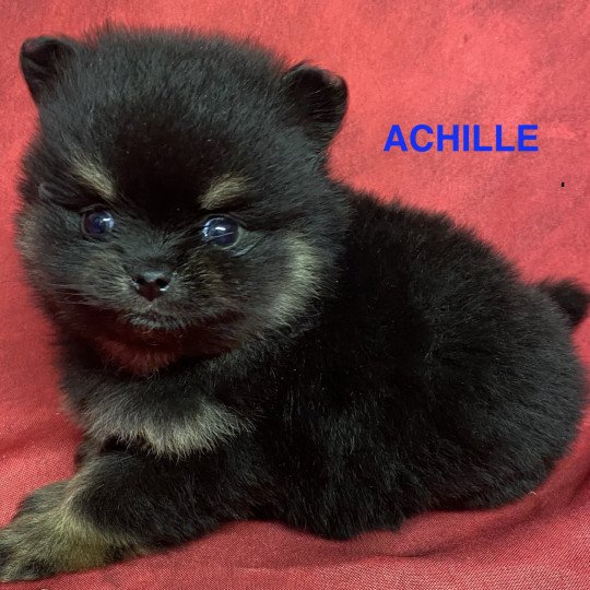 chiot Spitz allemand ACHILLE spitz à réserver Domaine de la Chantelaie  