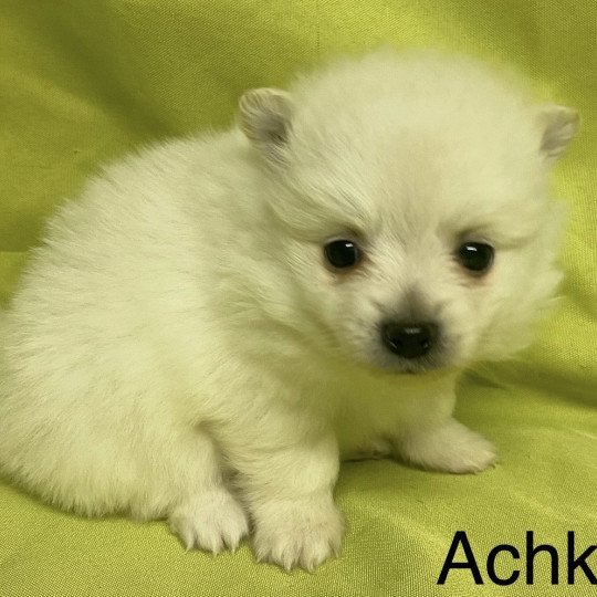 chiot Spitz allemand ACHKA spitz à réserver Domaine de la Chantelaie  