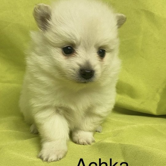 chiot Spitz allemand ACHKA spitz à réserver Domaine de la Chantelaie  