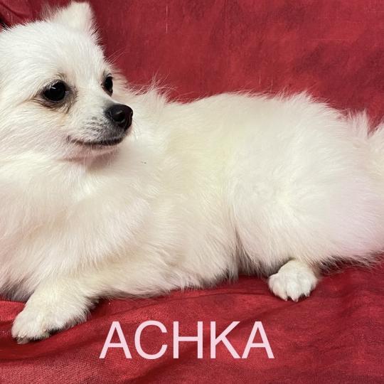 chiot Spitz allemand ACHKA spitz naine DISPONIBLE Domaine de la Chantelaie  