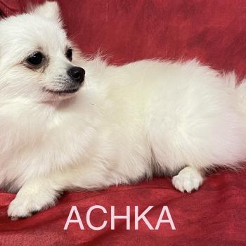 ACHKA spitz naine DISPONIBLE Femelle Spitz allemand