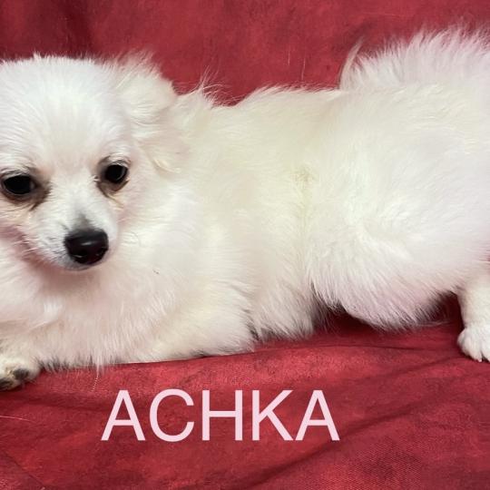 chiot Spitz allemand ACHKA spitz naine DISPONIBLE Domaine de la Chantelaie  