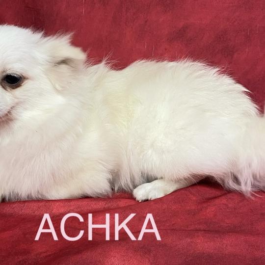 chiot Spitz allemand ACHKA spitz naine DISPONIBLE Domaine de la Chantelaie  