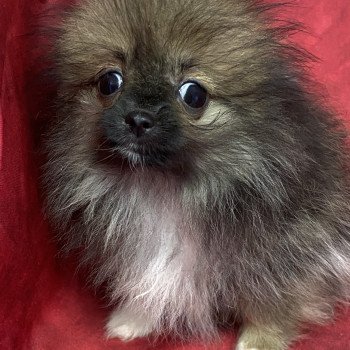 ADANE spitz extra naine Femelle Spitz allemand