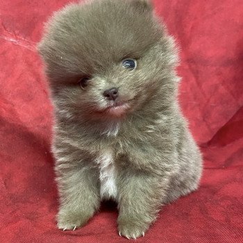 AFTER spitz extra nain Mâle Spitz allemand