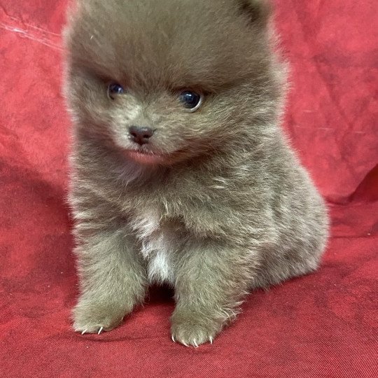 chiot Spitz allemand AFTER spitz extra nain Domaine de la Chantelaie  