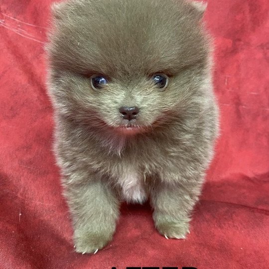 chiot Spitz allemand AFTER spitz extra nain Domaine de la Chantelaie  