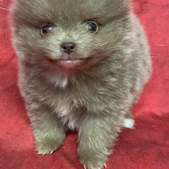 chiot Spitz allemand AFTER spitz extra nain Domaine de la Chantelaie  