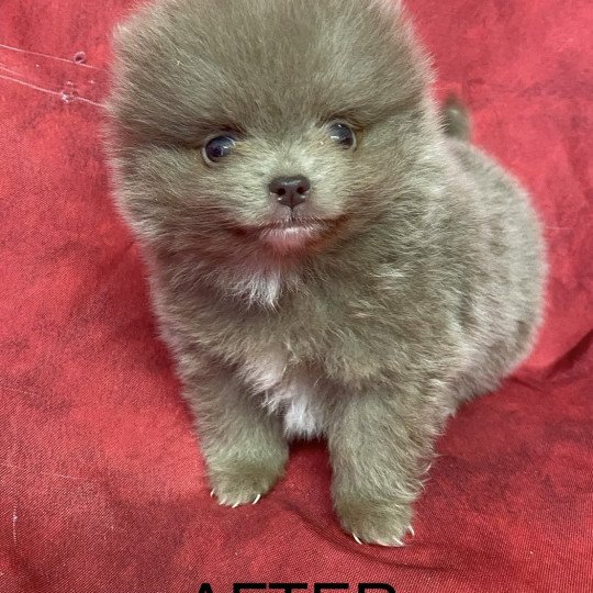 chiot Spitz allemand AFTER spitz extra nain Domaine de la Chantelaie  